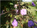 achimenes